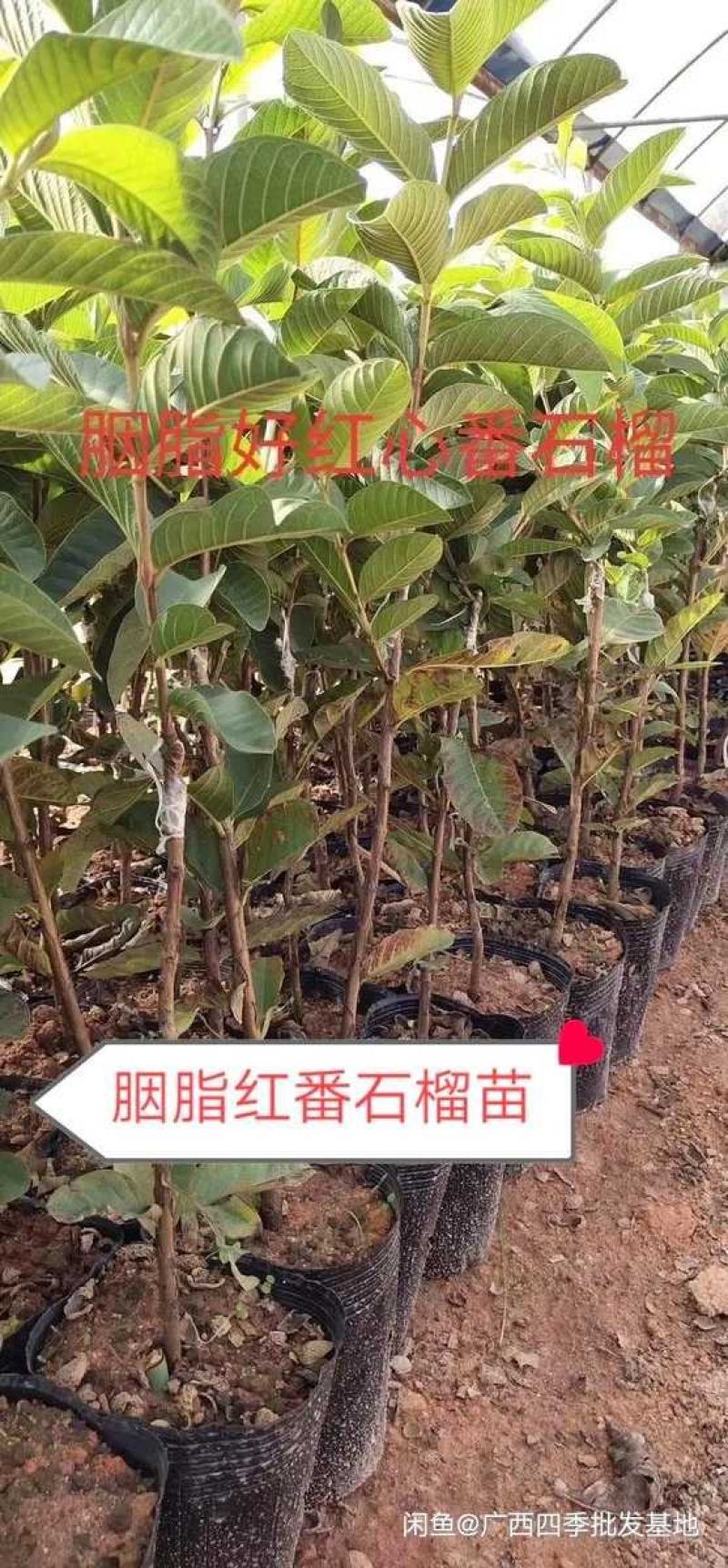 胭脂红苗正宗番石榴树苗紫色番石榴苗南北方种植四季可种包邮