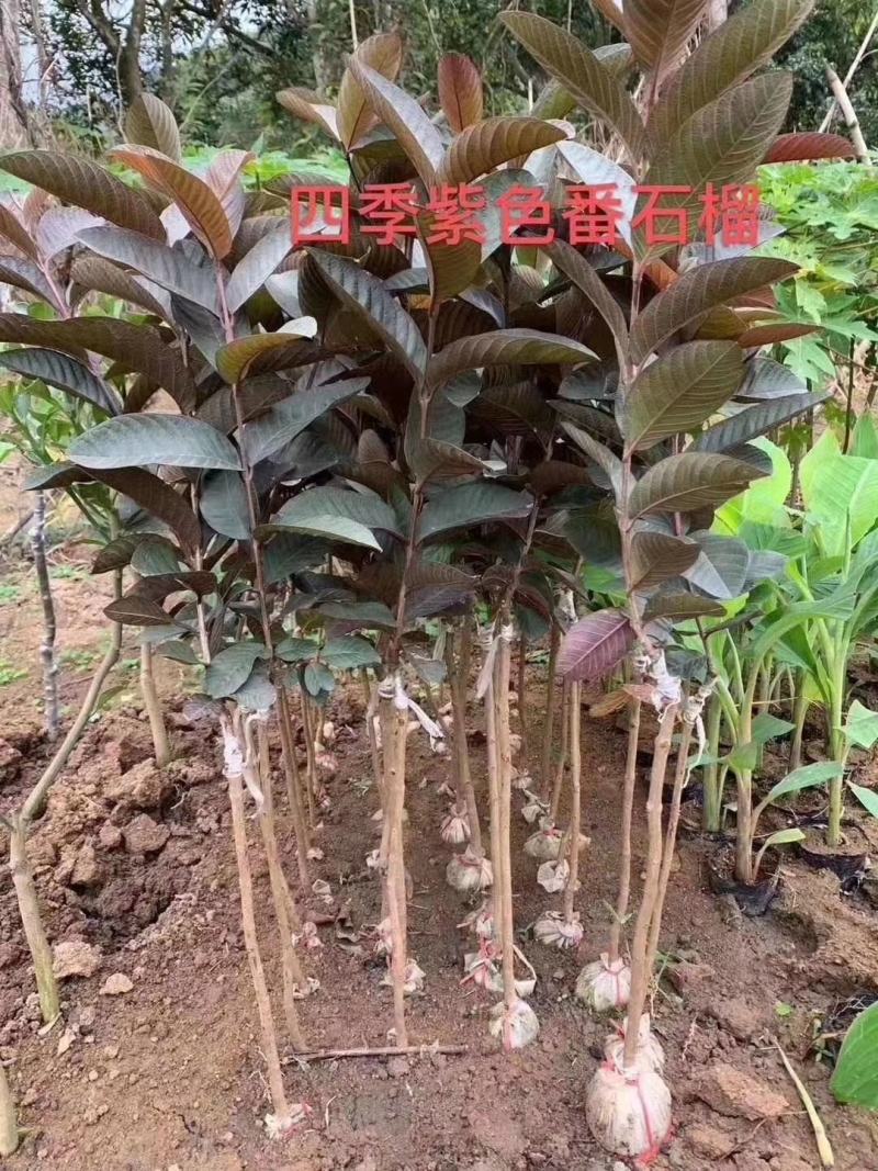 胭脂红苗正宗番石榴树苗紫色番石榴苗南北方种植四季可种包邮