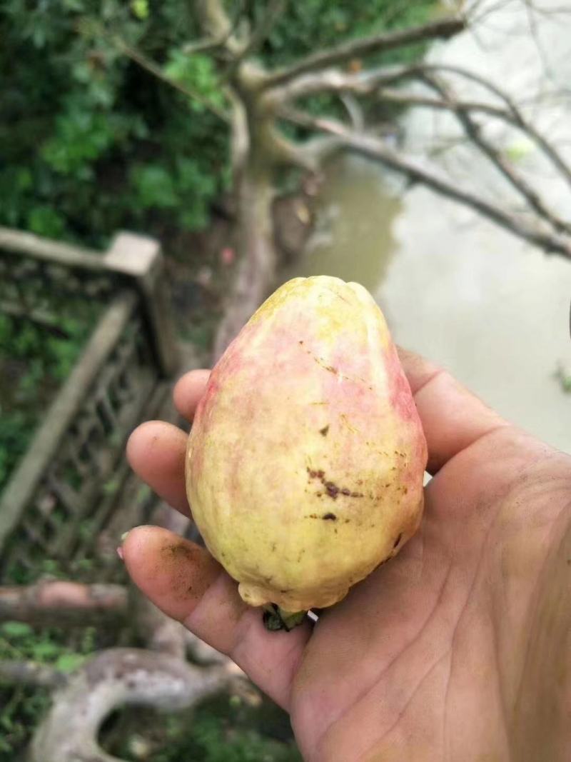 胭脂红苗正宗番石榴树苗紫色番石榴苗南北方种植四季可种包邮