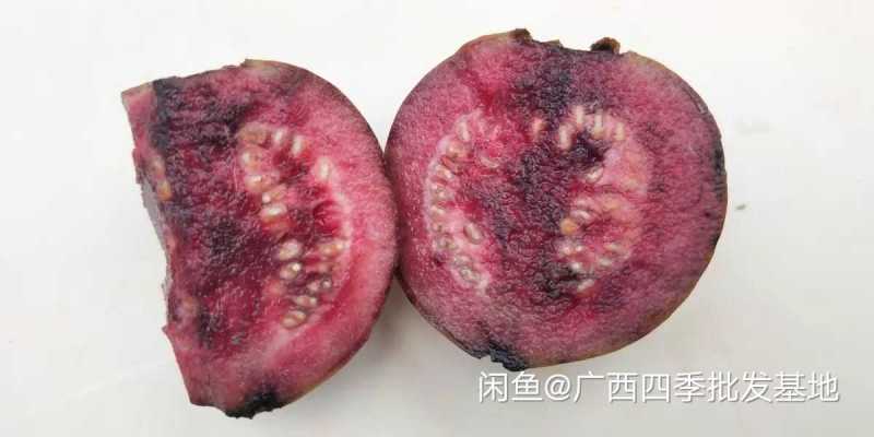 胭脂红苗正宗番石榴树苗紫色番石榴苗南北方种植四季可种包邮