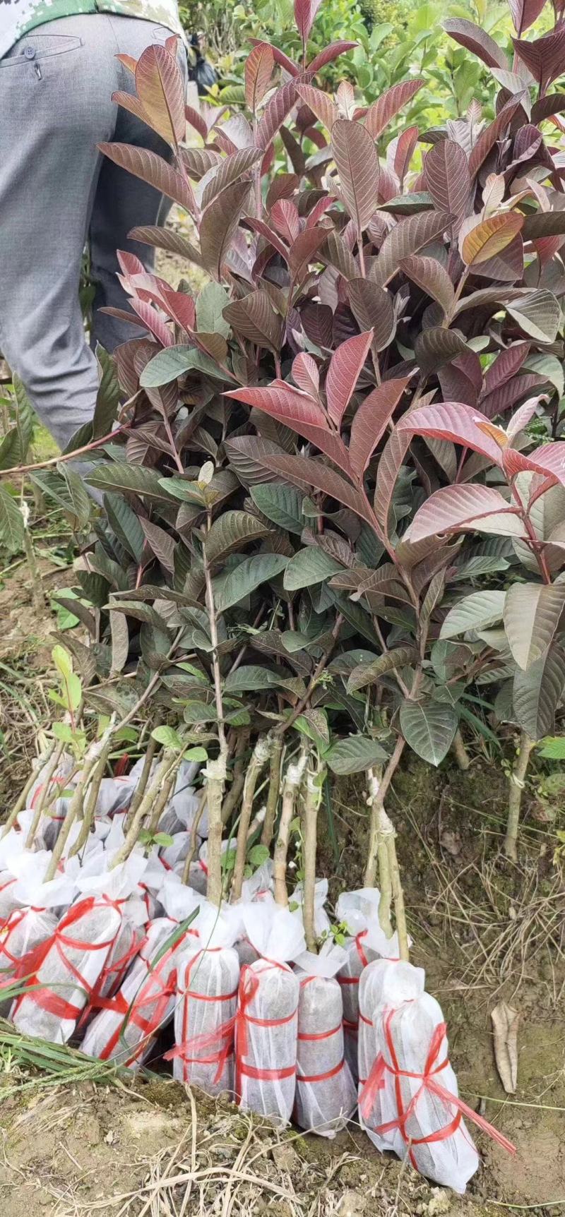 胭脂红苗正宗番石榴树苗紫色番石榴苗南北方种植四季可种包邮