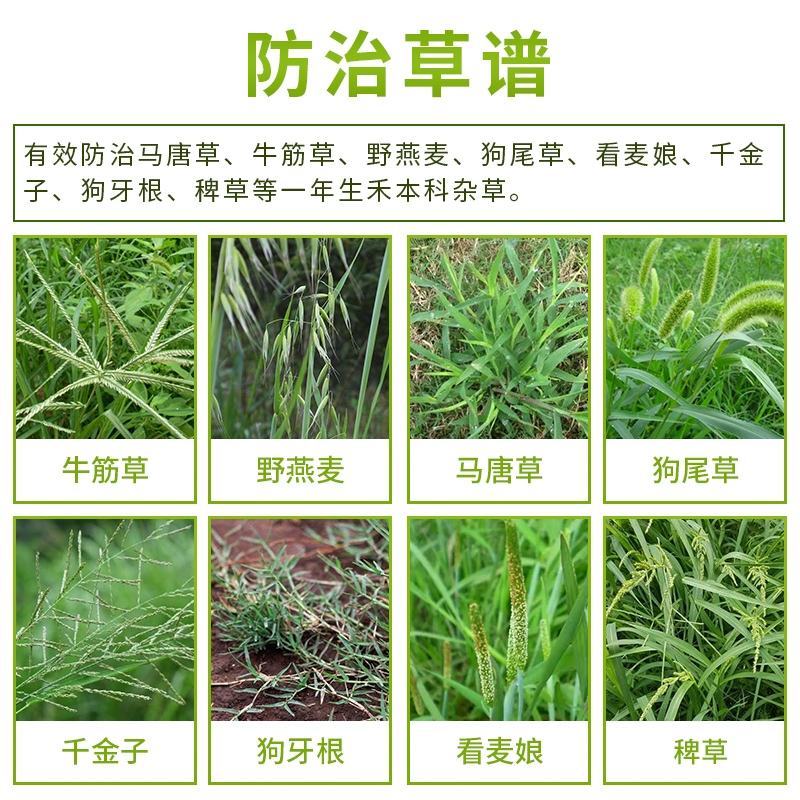 甘喜乐烯草酮+助剂甘蓝花椰菜包菜除草剂组合苗后除草组合
