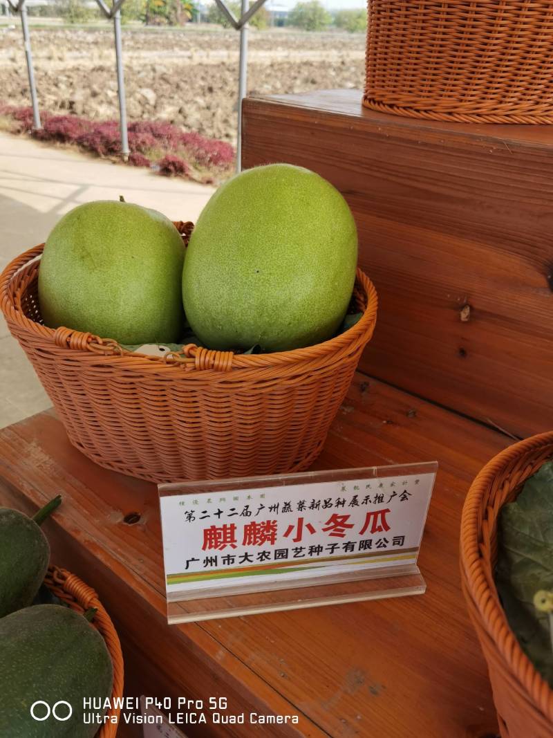 麒麟冬瓜种子非香芋味清甜纯正冬瓜味
