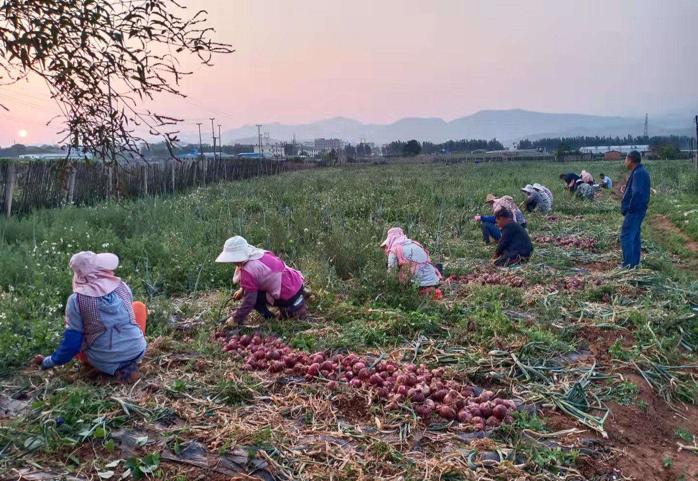 广阔的紫皮洋葱种植田,农民正在田间劳作,展示丰收景象 紫皮洋葱田间种植场景