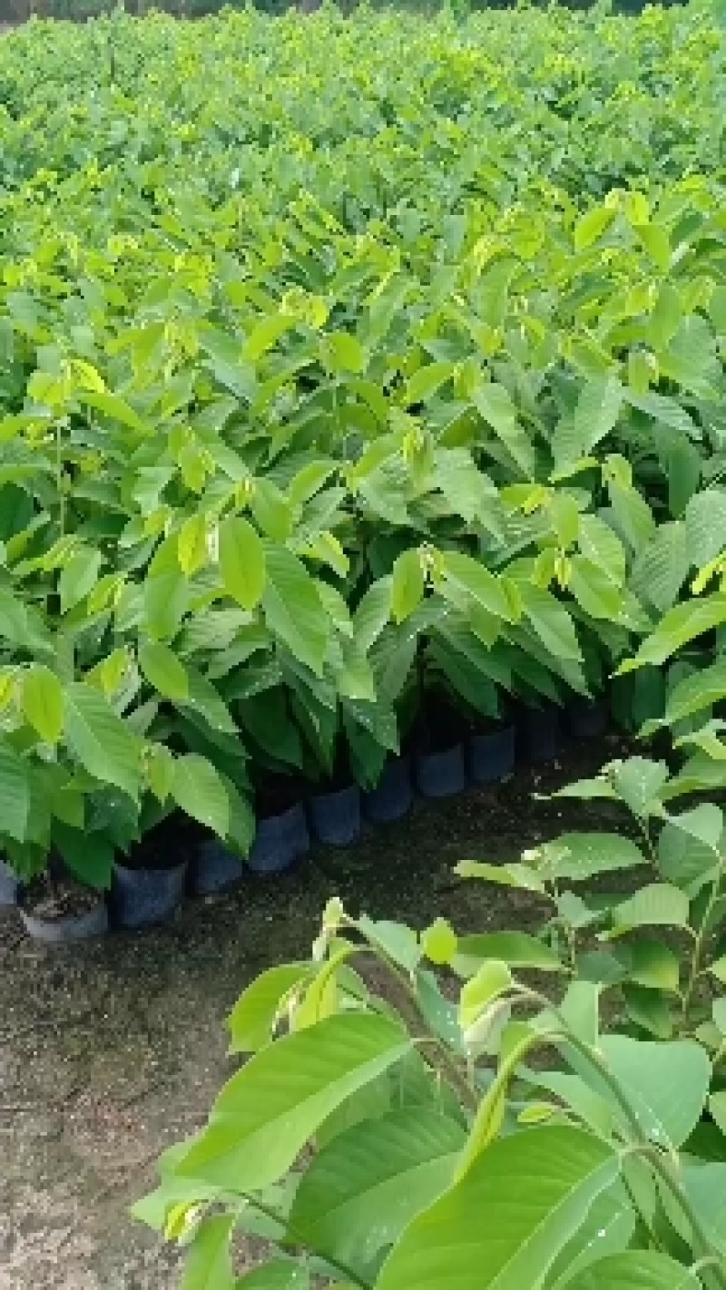 自家种植台湾凤梨释迦嫁接苗中袋~小袋苗~裸根苗