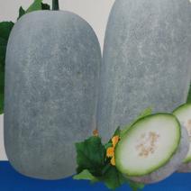 冬瓜种子杂交种新品种早熟坐果多长25厘米