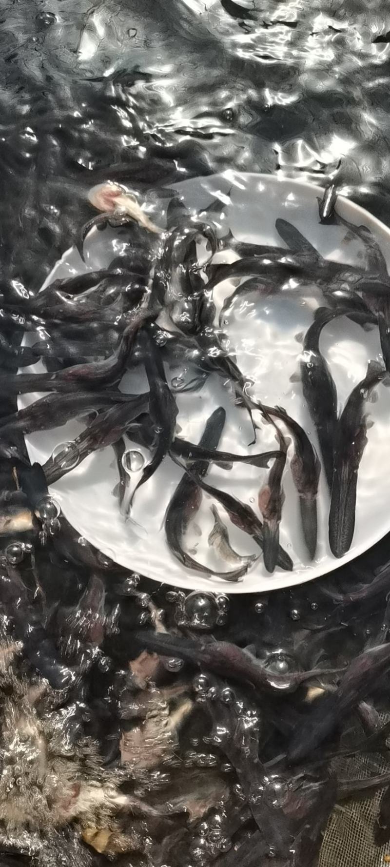 鸭嘴鱼鱼苗
