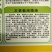 冬瓜种子杂交种新品种早熟坐果多长25厘米