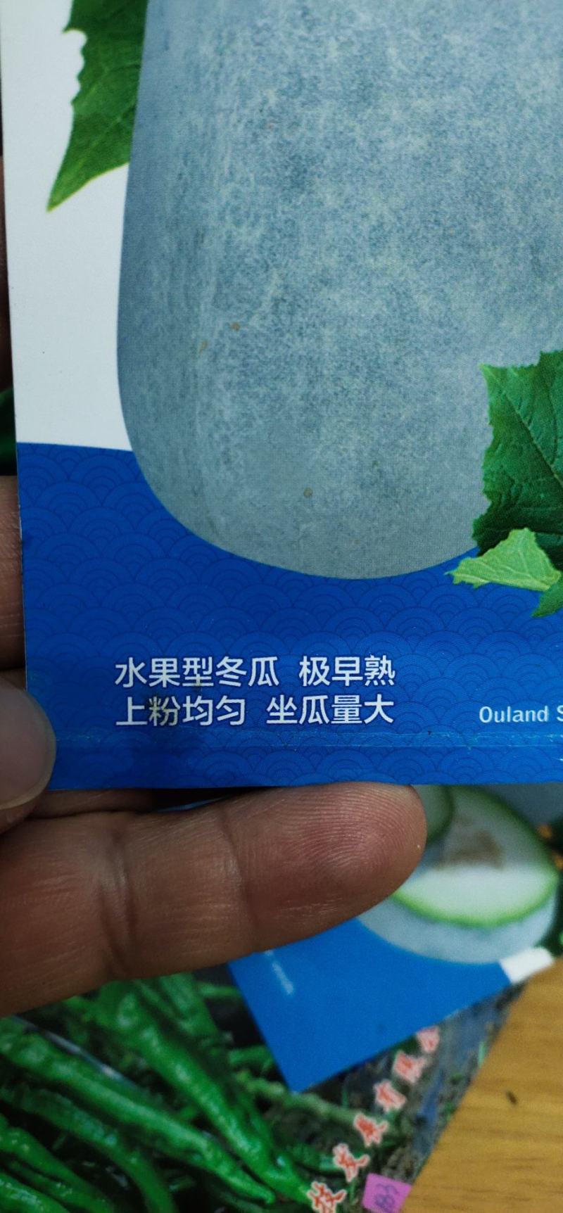 冬瓜种子杂交种新品种早熟坐果多长25厘米