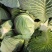 岳阳市君山区圆包菜规格3/6斤，种植面积5000亩。