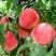 中国红桃王桃树苗甜脆果实特大九月底十月前成熟