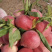 河北唐山乐亭县，春雪桃，大量上市，需要的老板联系