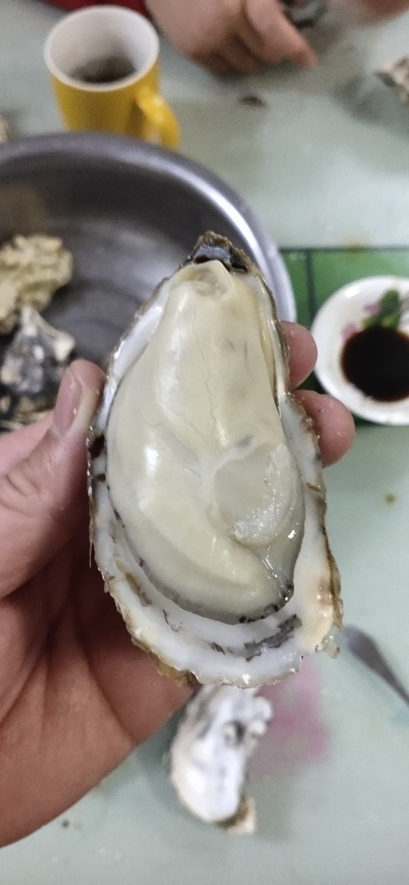 生蚝批发，养殖户直供，全国发货！