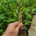 沉香树苗名贵树金丝正宗海南奇楠沉香树黄花梨南北方种植包邮