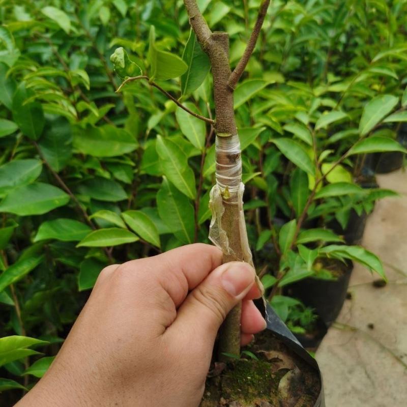 沉香树苗名贵树金丝正宗海南奇楠沉香树黄花梨南北方种植包邮