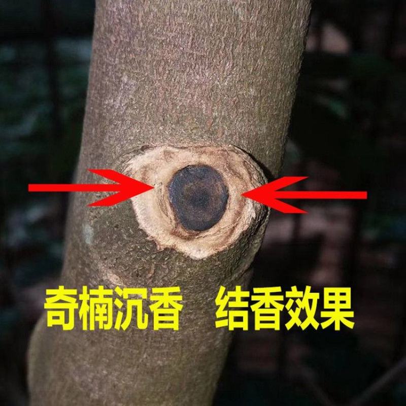 沉香树苗名贵树金丝正宗海南奇楠沉香树黄花梨南北方种植包邮