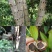 沉香树苗名贵树金丝正宗海南奇楠沉香树黄花梨南北方种植包邮