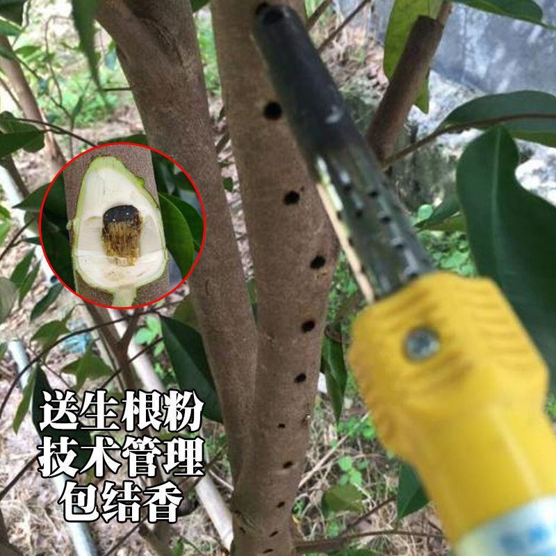 沉香树苗名贵树金丝正宗海南奇楠沉香树黄花梨南北方种植包邮