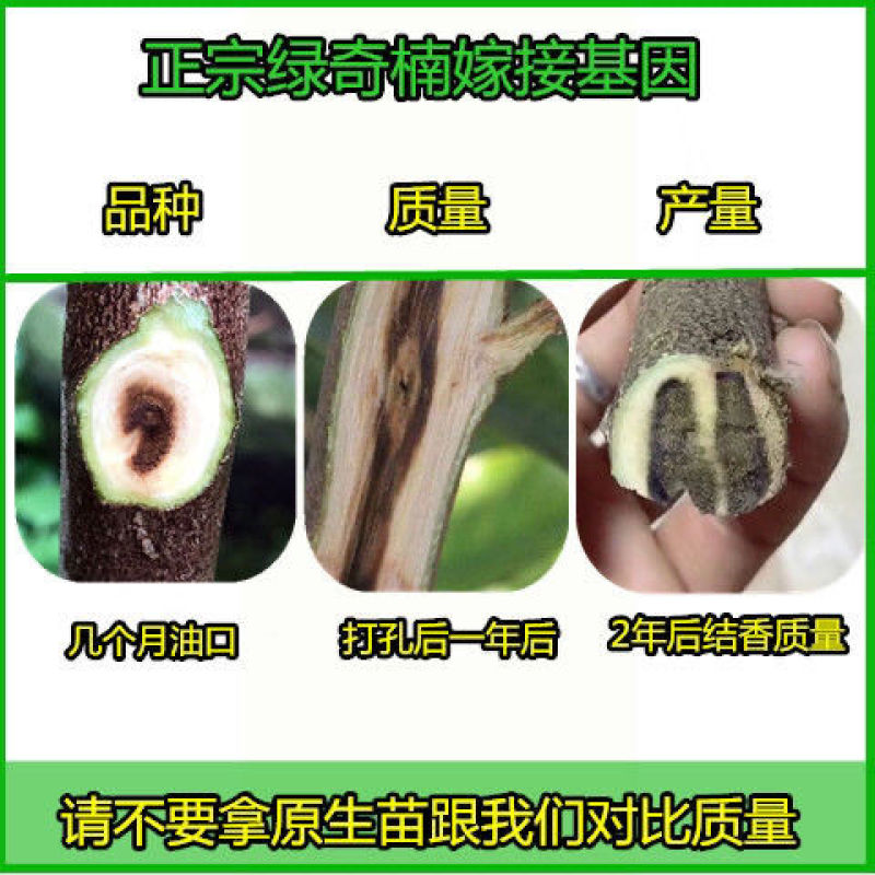 沉香树苗名贵树金丝正宗海南奇楠沉香树黄花梨南北方种植包邮