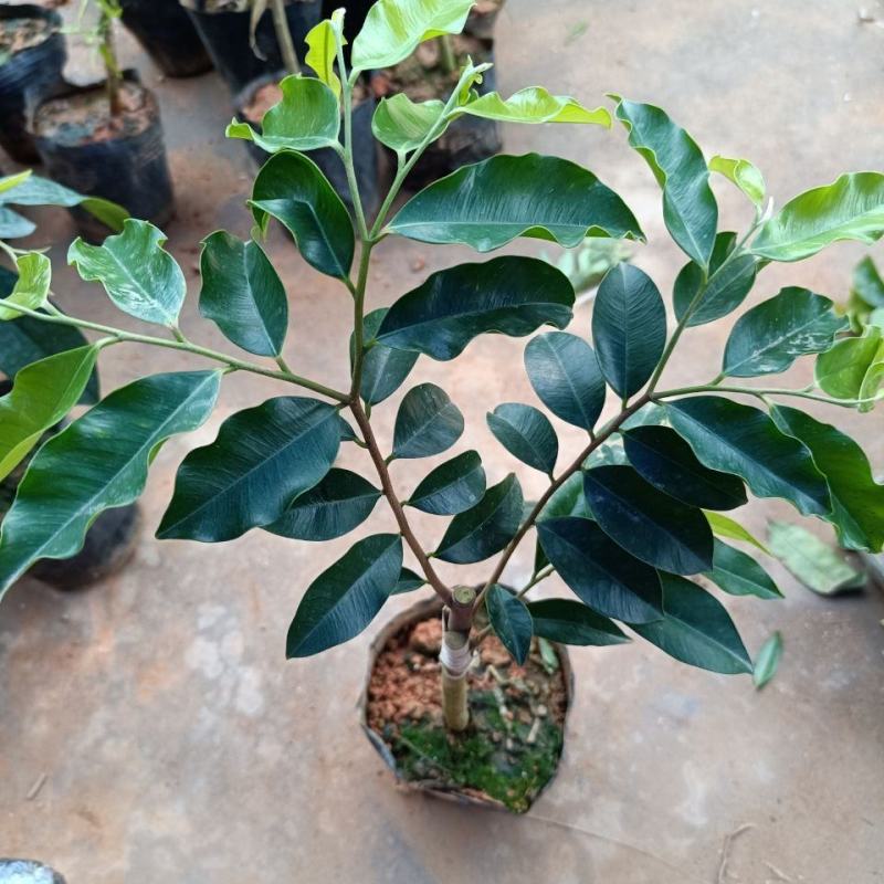 沉香树苗名贵树金丝正宗海南奇楠沉香树黄花梨南北方种植包邮
