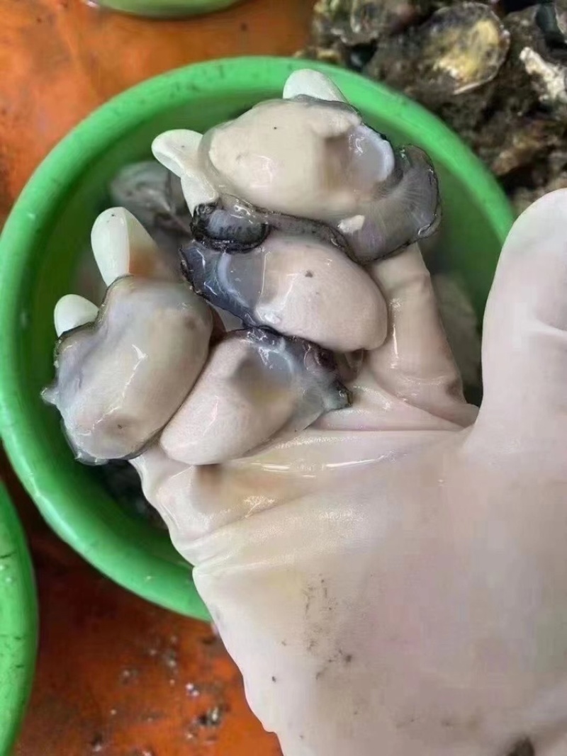 当天现开新鲜生蚝肉原汁原浆牡蛎肉海蛎子肉批发包邮