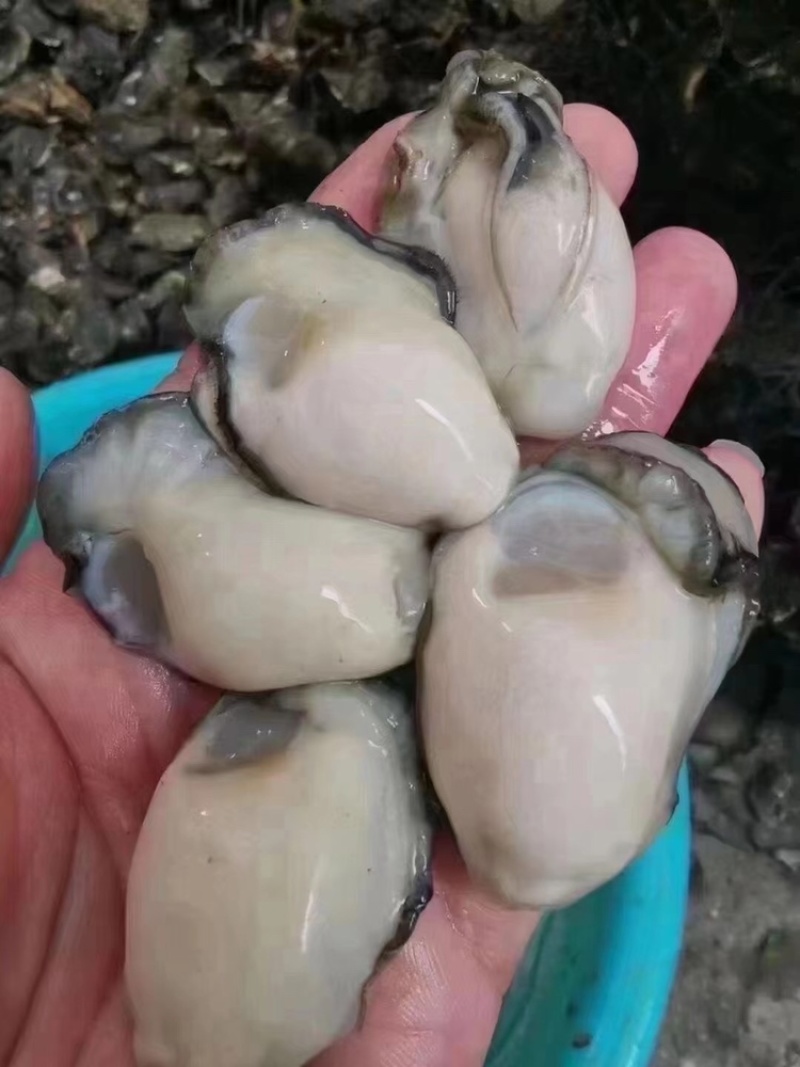 当天现开新鲜生蚝肉原汁原浆牡蛎肉海蛎子肉批发包邮