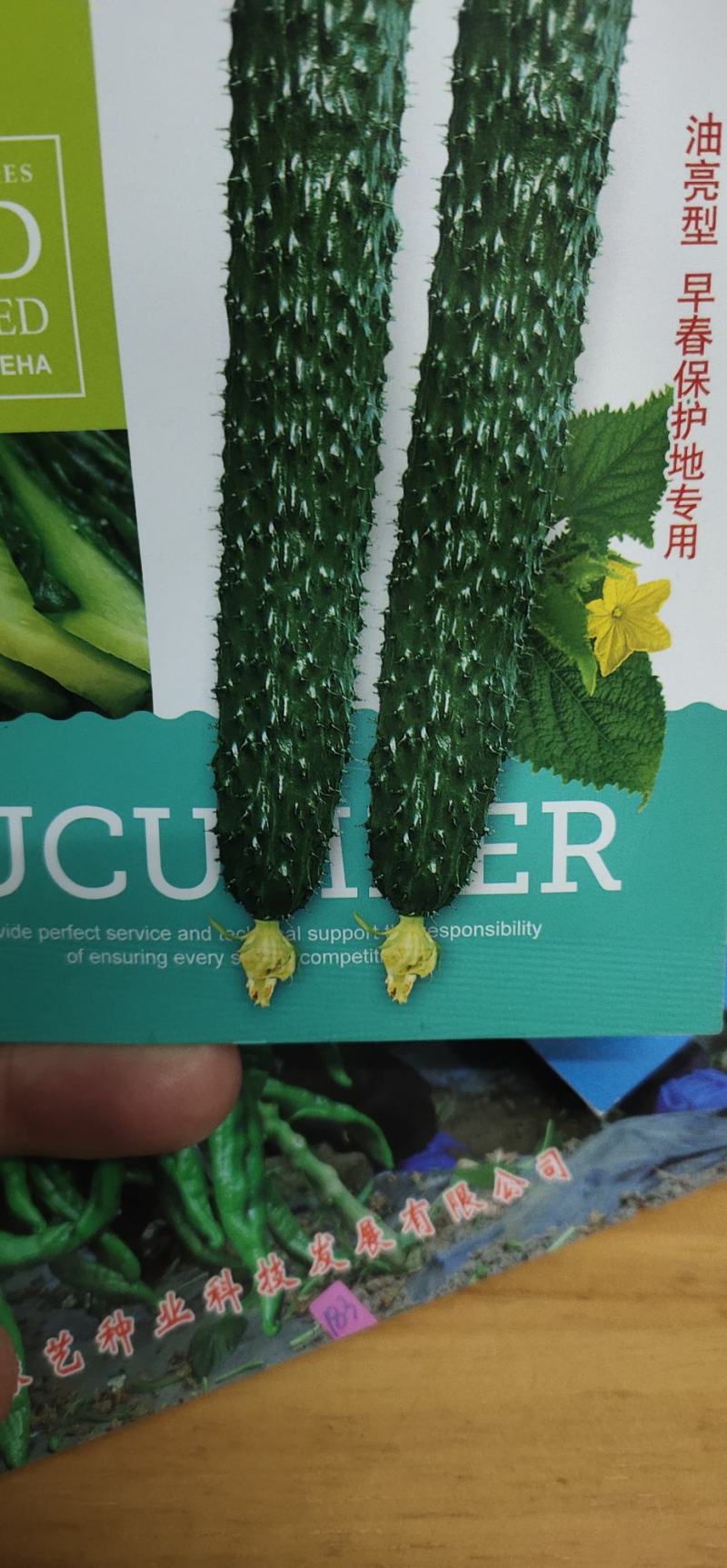 黄瓜种子H06种腰瓜长33厘米左右短把密刺皮色黑亮