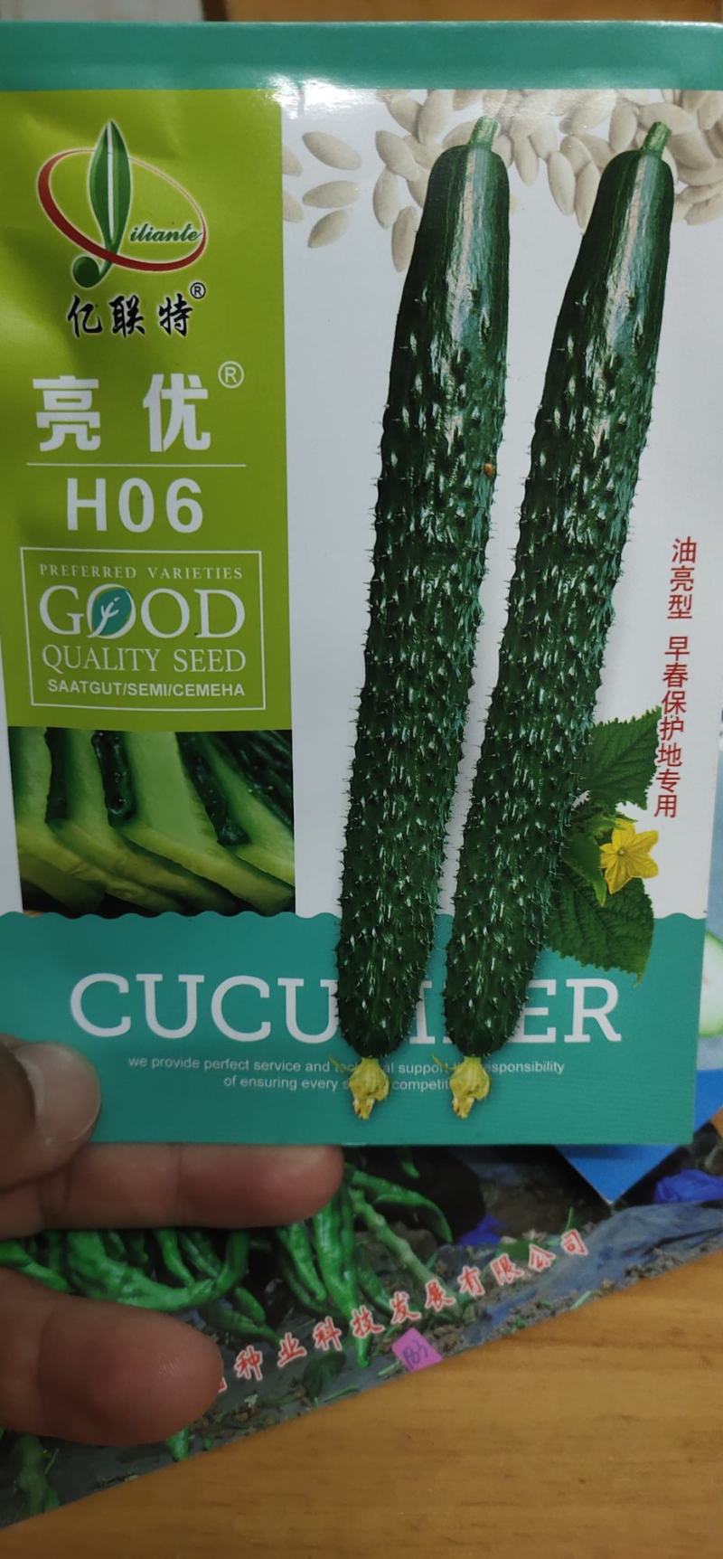 黄瓜种子H06种腰瓜长33厘米左右短把密刺皮色黑亮