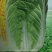 白菜种子黄心大白菜叶球合抱，炮弹形，结球快