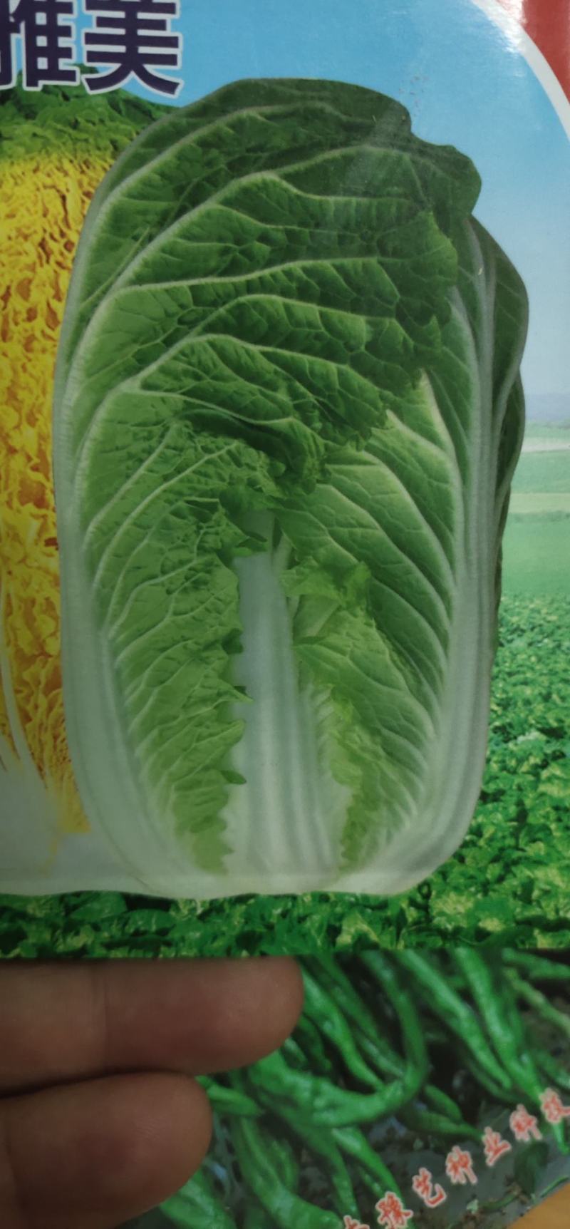 白菜种子黄心大白菜叶球合抱，炮弹形，结球快