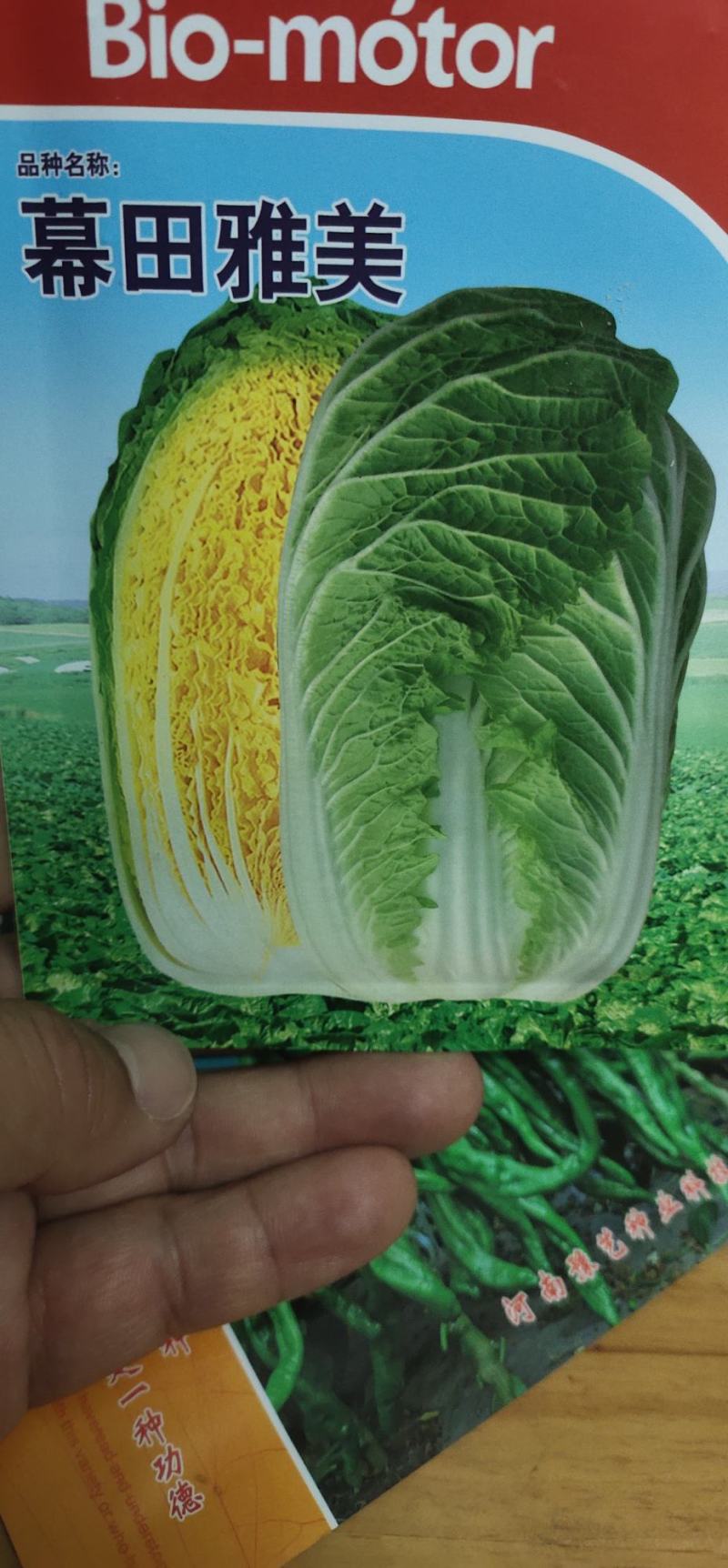 白菜种子黄心大白菜叶球合抱，炮弹形，结球快