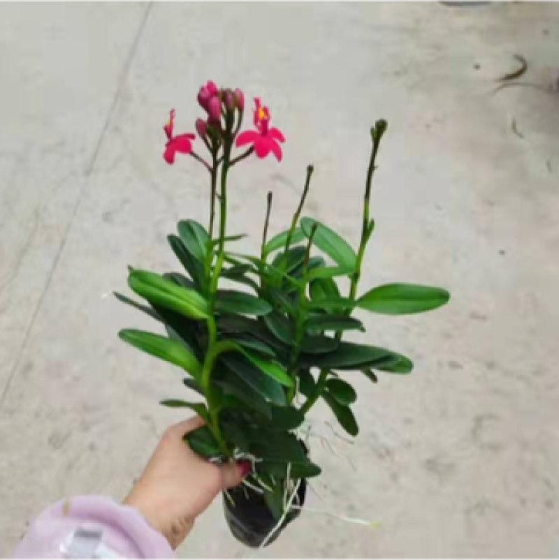 泰国树兰，整株高35-50cm带花发货一件60棵