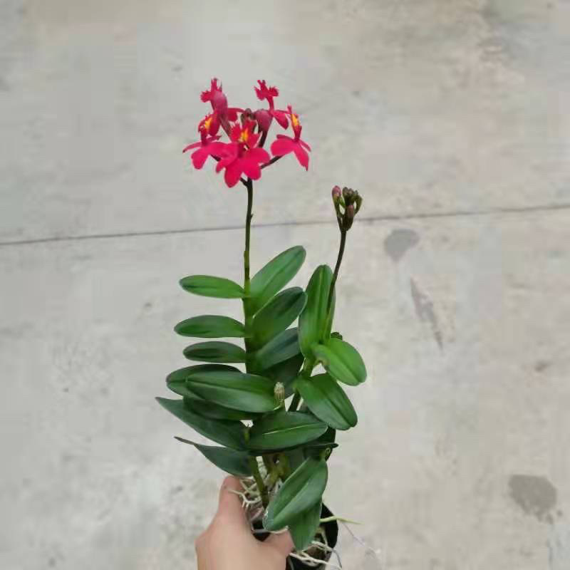 泰国树兰，整株高35-50cm带花发货一件60棵