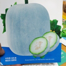 冬瓜种子代粉皮小冬瓜新品种，早熟，植株长势稳健，