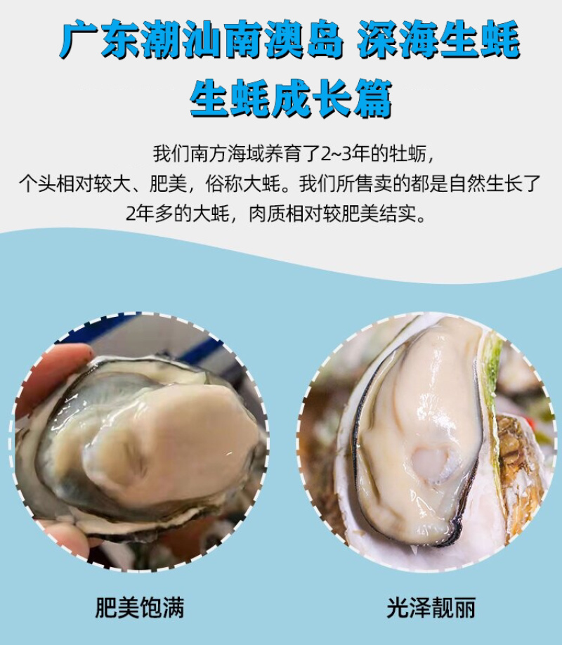 全壳牡蛎深海蚝烧烤生蚝地摊蚝高压锅生蚝大量批发