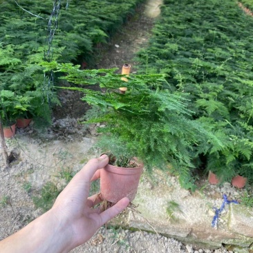 红盆小文竹，基地直销，精挑细选，量大从优一手货源
