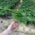 红盆小文竹，基地直销，精挑细选，量大从优一手货源