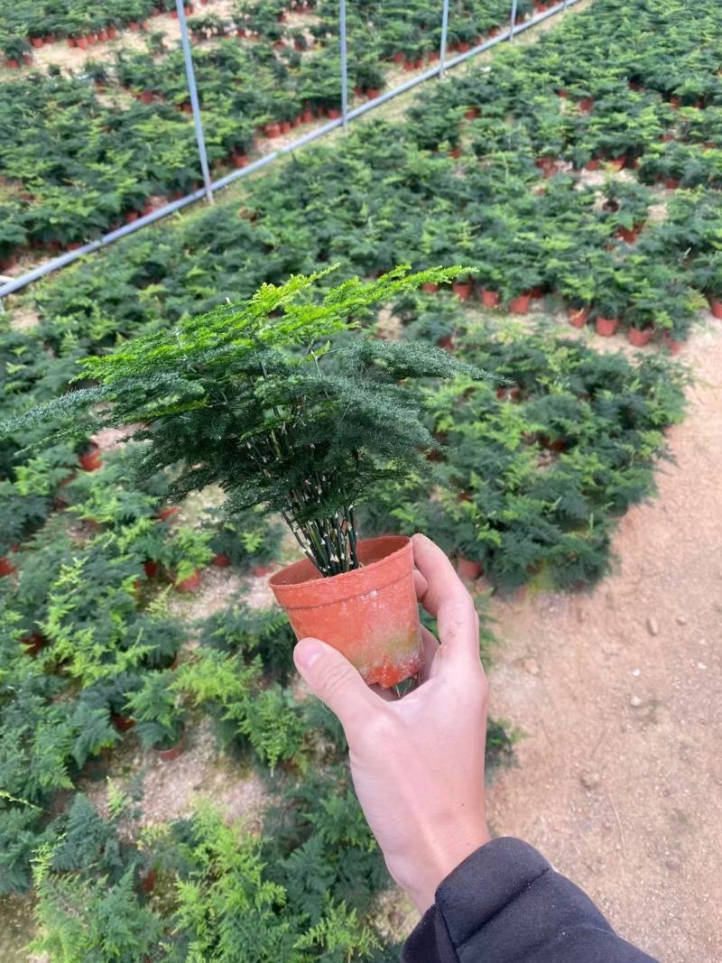 红盆小文竹，基地直销，精挑细选，量大从优一手货源