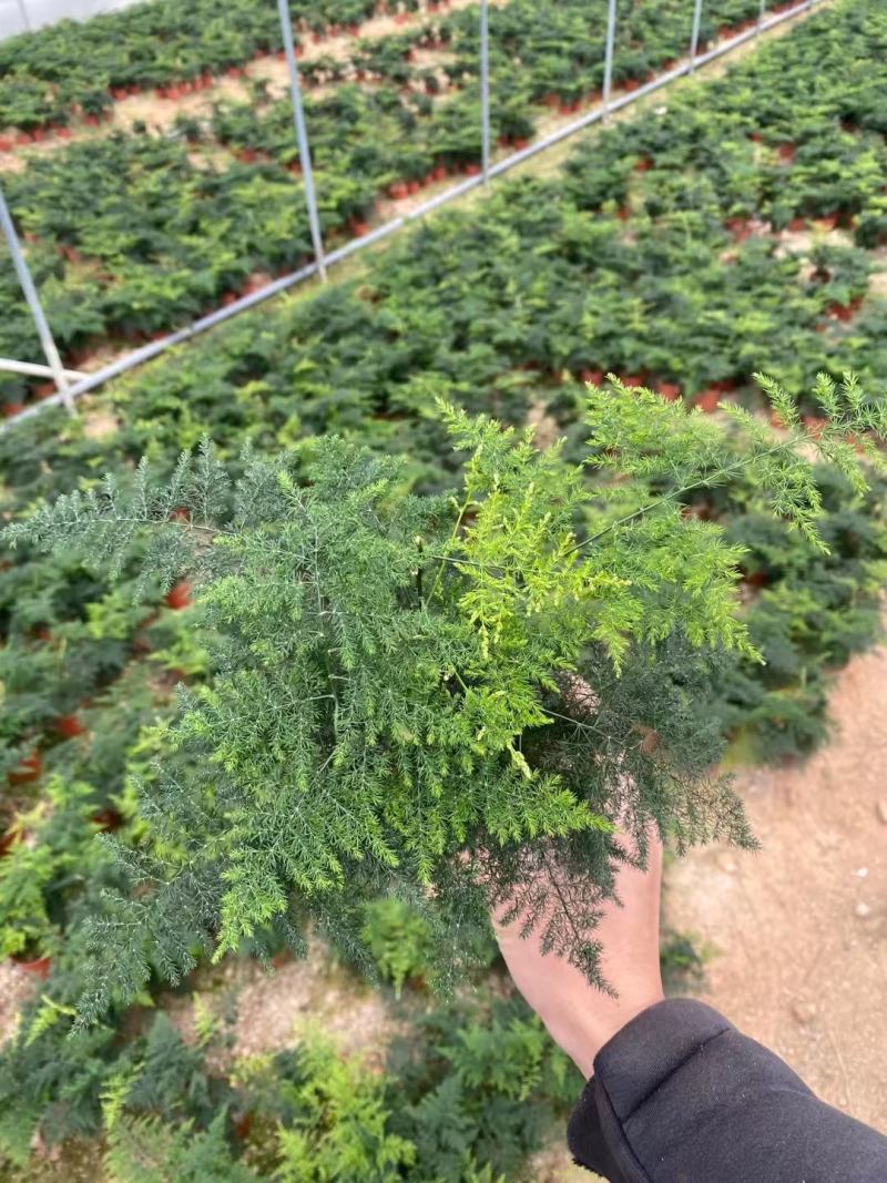 红盆小文竹，基地直销，精挑细选，量大从优一手货源