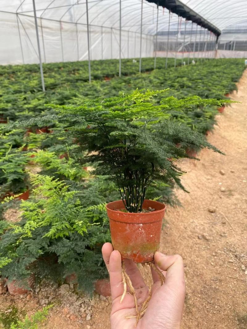 红盆小文竹，基地直销，精挑细选，量大从优一手货源