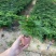 红盆小文竹，基地直销，精挑细选，量大从优一手货源