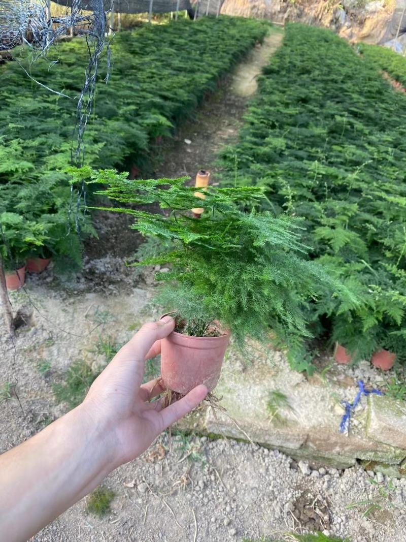 红盆小文竹，基地直销，精挑细选，量大从优一手货源