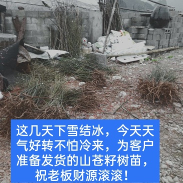 优质高产的山苍籽树苗。