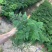 红盆小文竹，基地直销，精挑细选，量大从优一手货源