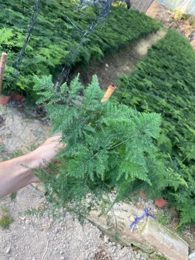 红盆小文竹，基地直销，精挑细选，量大从优一手货源