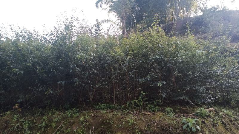 苦丁茶苗