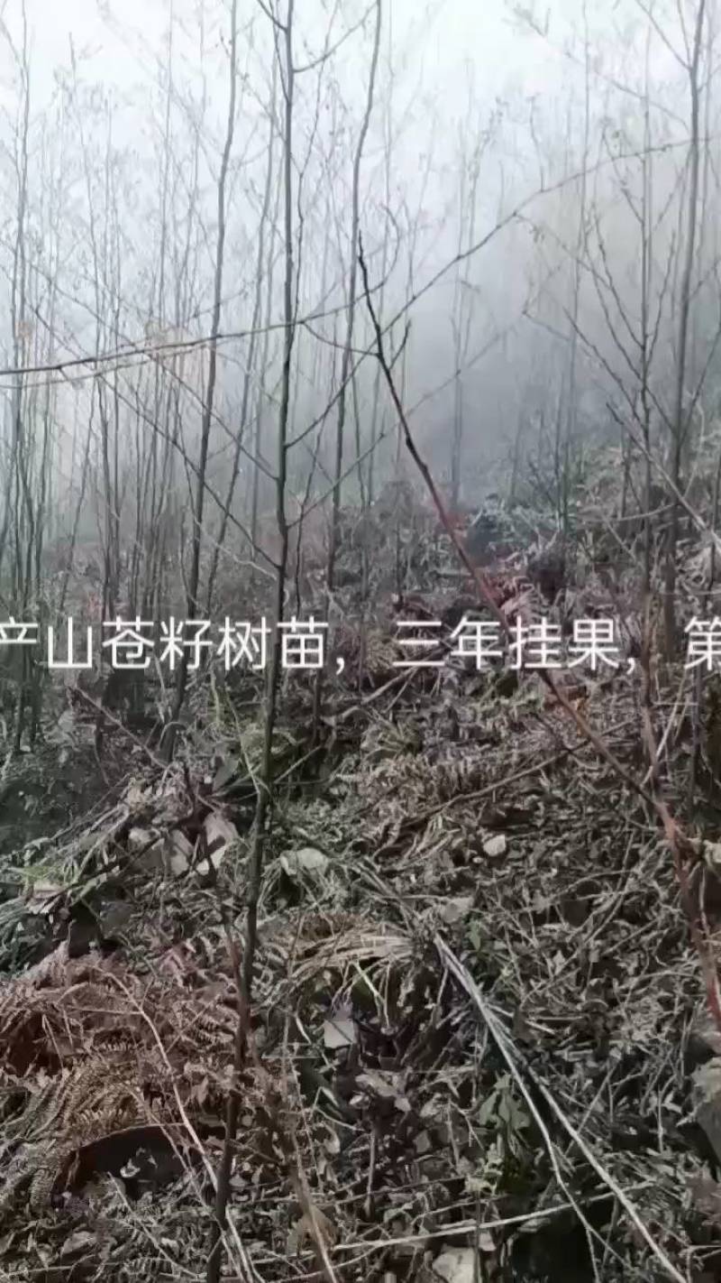 优质高产的山苍籽树苗。