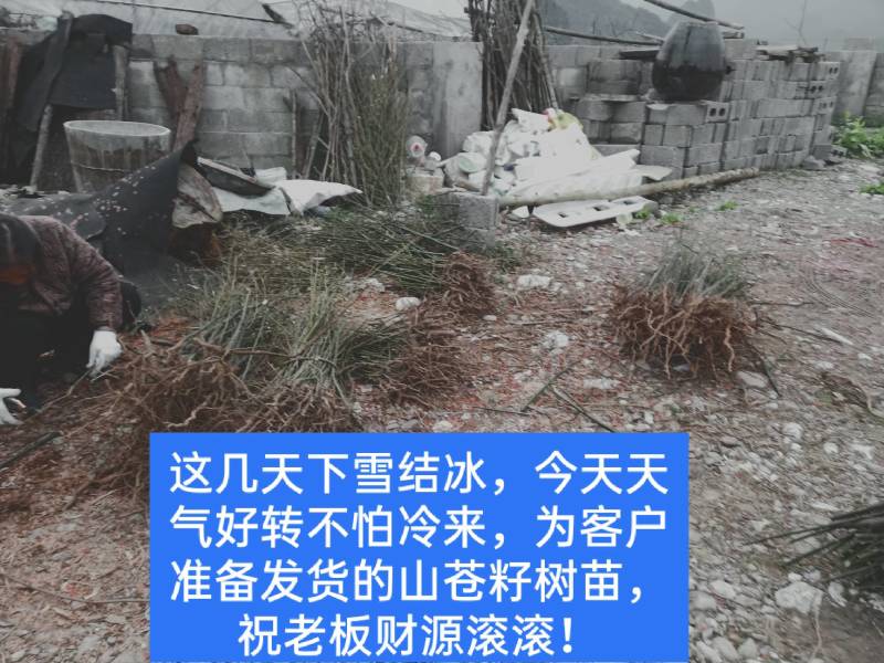 优质高产的山苍籽树苗。