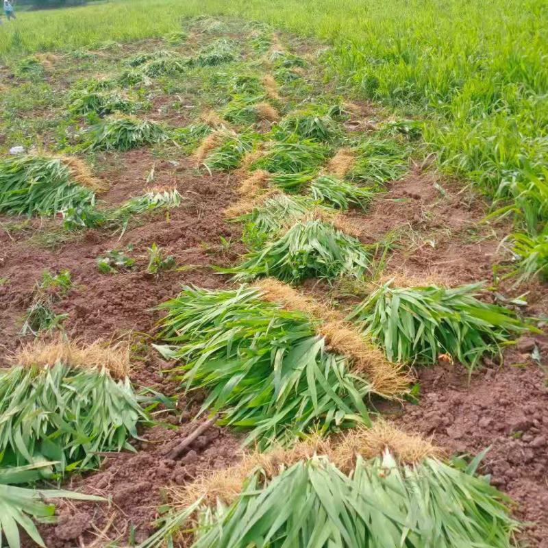射干苗射干绿化工程苗基地大货直销大量供应量大价优