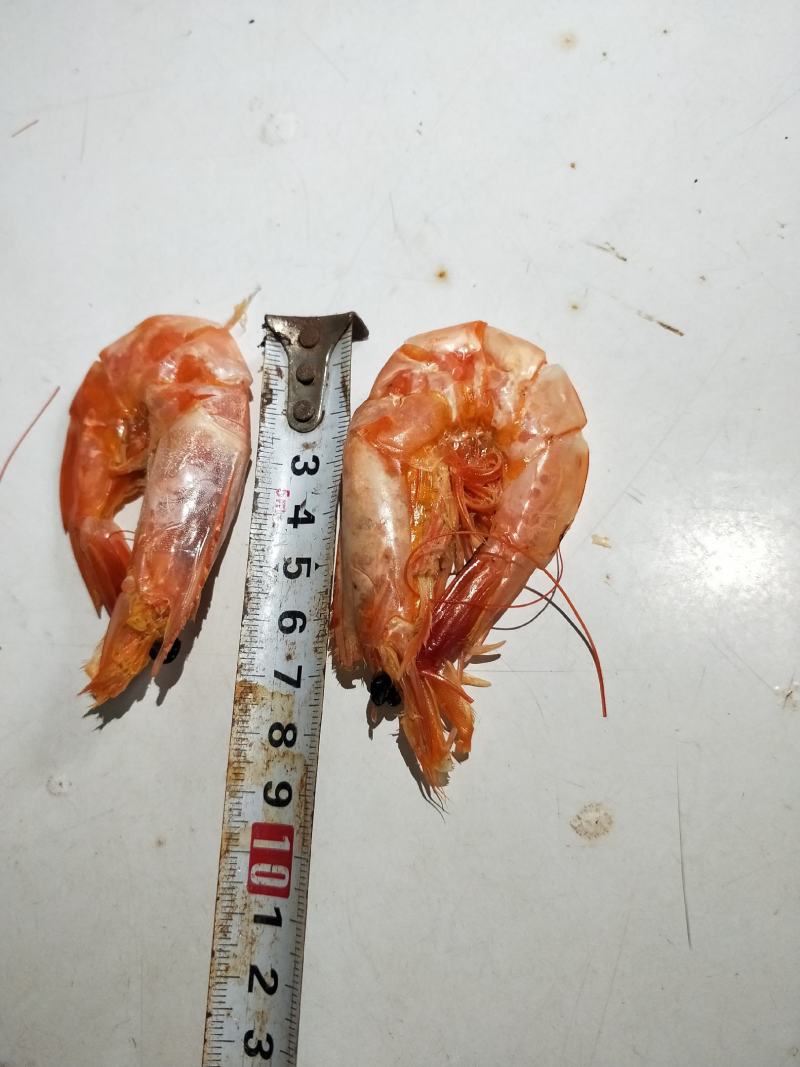大号烤虾干，足干无盐，一手货源，产地直供，柴火烘烤